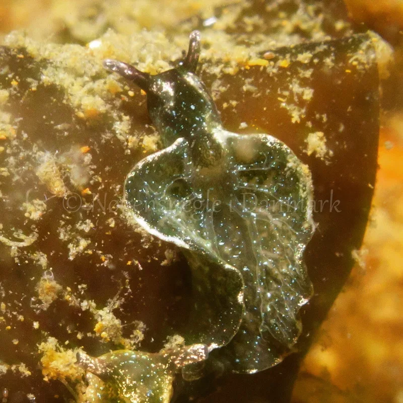 Foto: Daniel Schmidt ....... Elysia viridis --- www.nudibranchia.dk