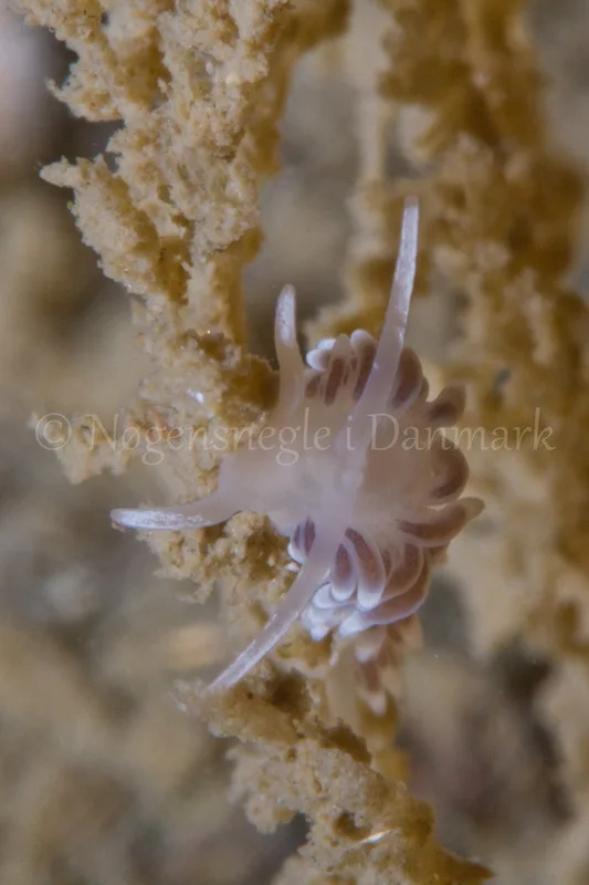 Foto: Poul Erik Rasmussen ....... Cuthona concinna-- www.nudibranchia.dk