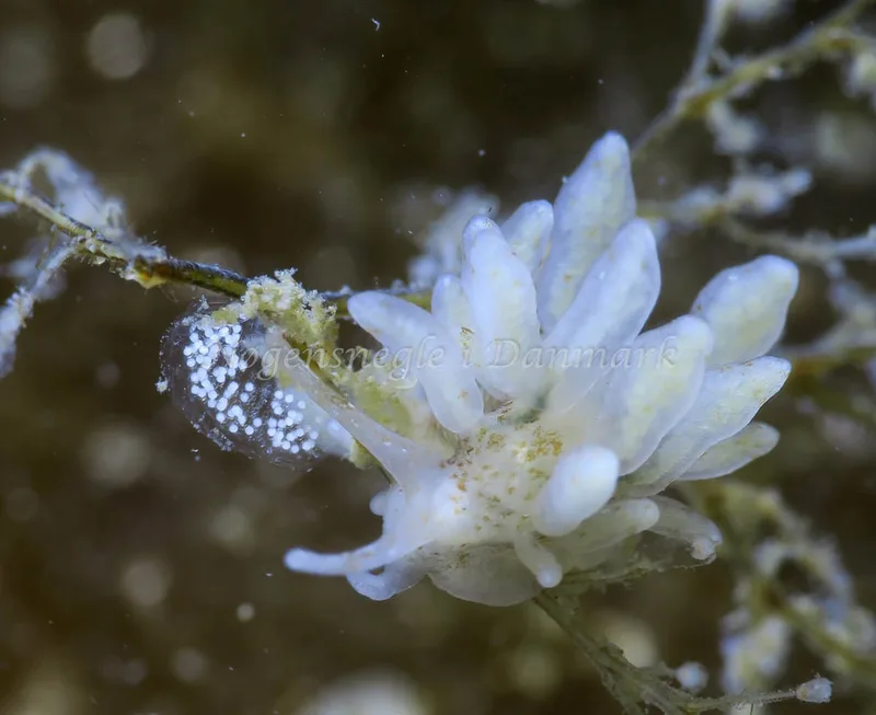 Eubranchus rupium - Lyngs Odde - Foto: HP Ølgaard