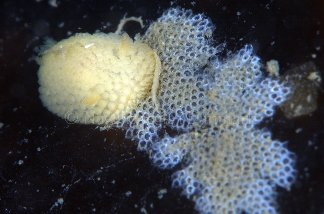 Foto: Jørn Ari ....... Adalaria proxima - www.nudibranchia.dk - Nøgensnegle i Danmark