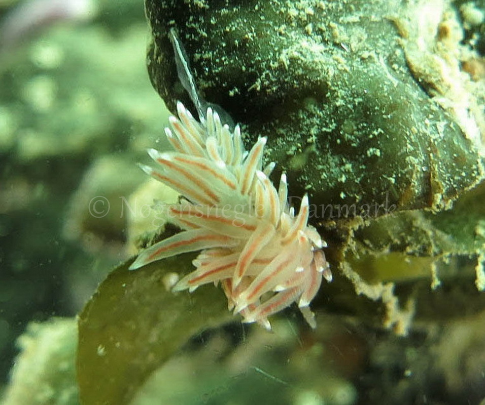 Foto: Dan Holm ....... Facelina bostoniensis -- www.nudibranchia.dk