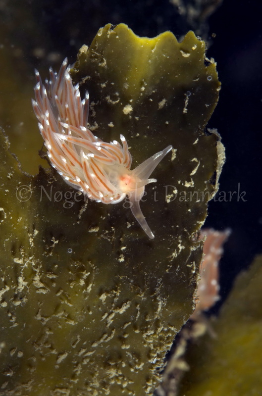 Foto: Jørn Ari....... Facelina bostoniensis-- www.nudibranchia.dk