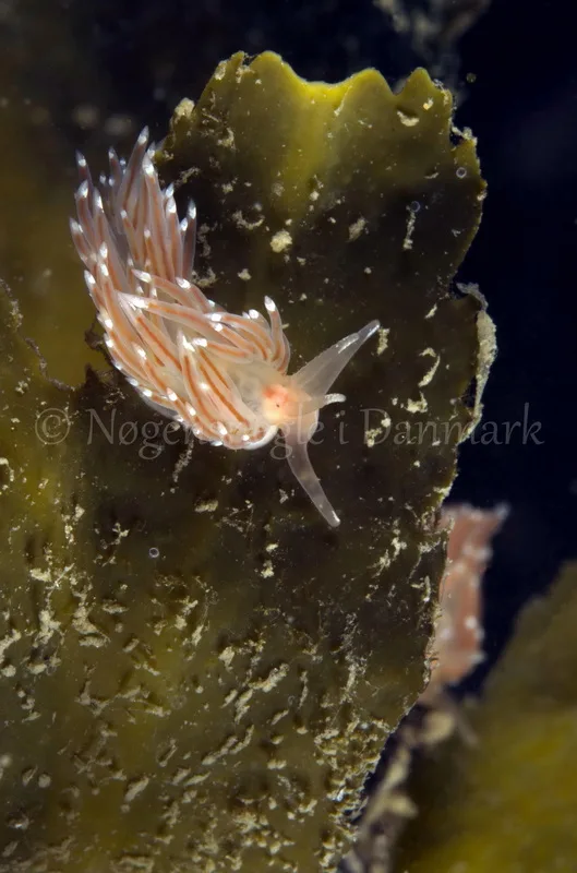 Foto: Jørn Ari....... Facelina bostoniensis-- www.nudibranchia.dk