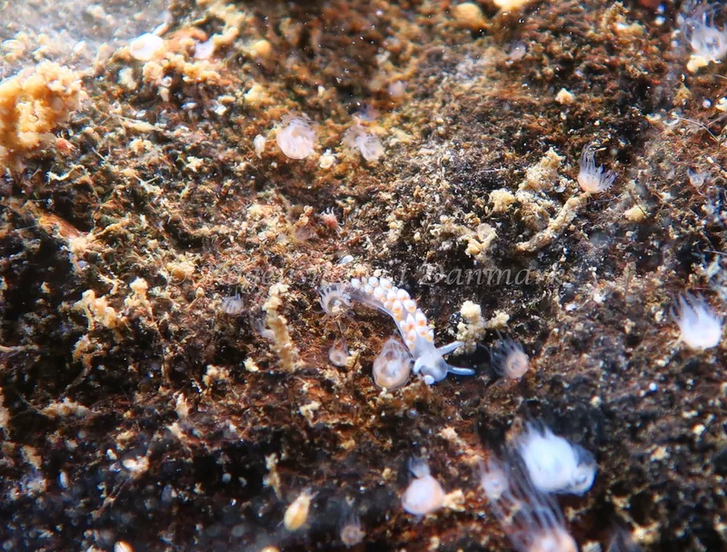 Coryphella verrucosa - Lyngsbo Strand - Foto: HP Ølgaard