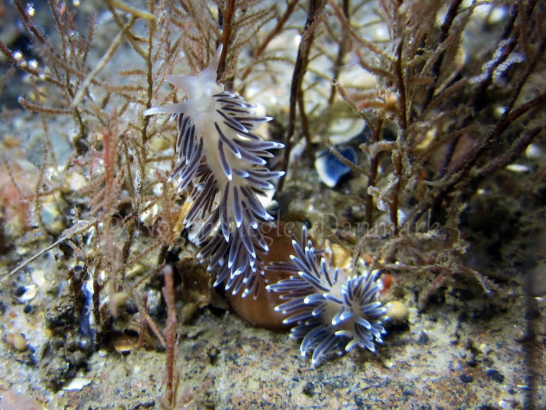 Foto: Claus Neupart ....... Cuthona concinna - www.nudibranchia.dk - Nøgensnegle i Danmark