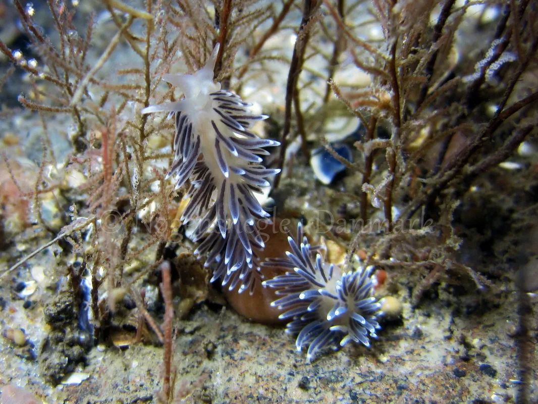Foto: Claus Neupart ....... Cuthona concinna - www.nudibranchia.dk - Nøgensnegle i Danmark