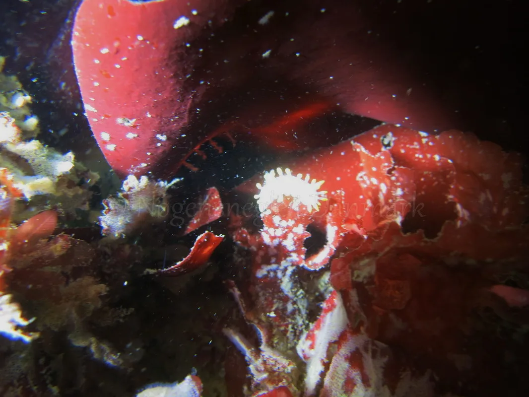 Foto: Emil Vesterager ....... Limacia clavigera --- www.nudibranchia.dk