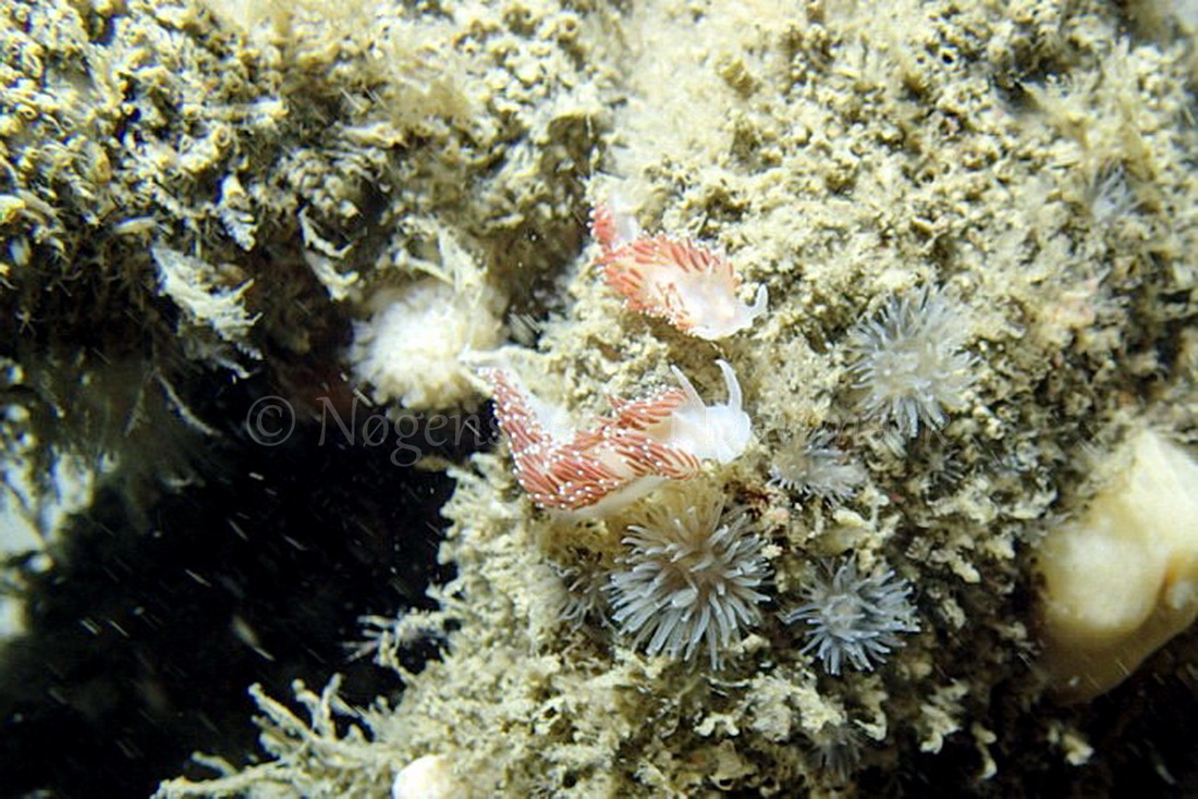 Foto: Frank Blom ....... Flabellina verrucosa -- www.nudibranchia.dk