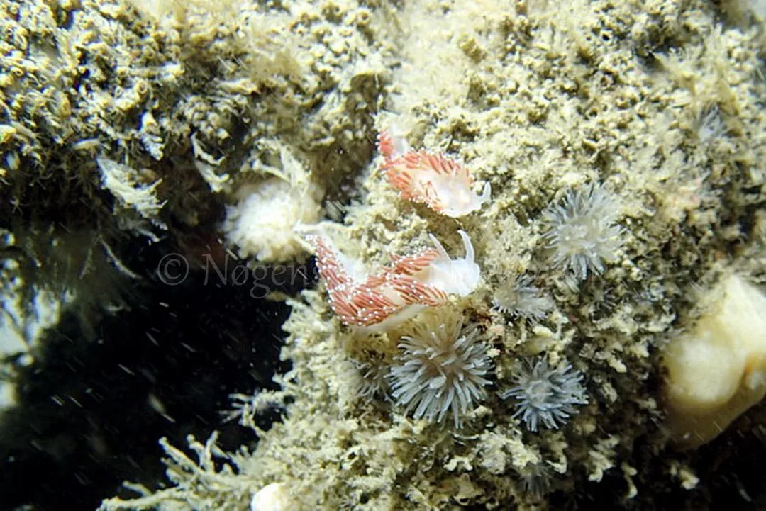 Foto: Frank Blom ....... Flabellina verrucosa -- www.nudibranchia.dk