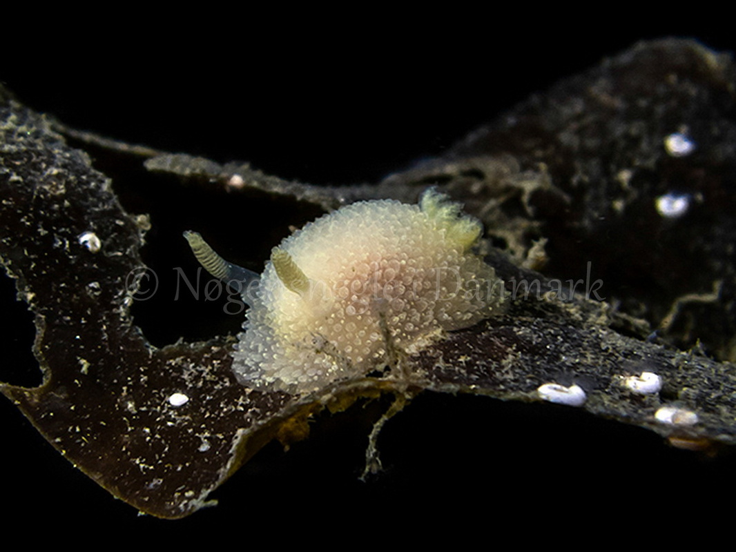 Foto: Hrumpf ....... Acanthodoris pilosa - www.nudibranchia.dk - Nøgensnegle i Danmark