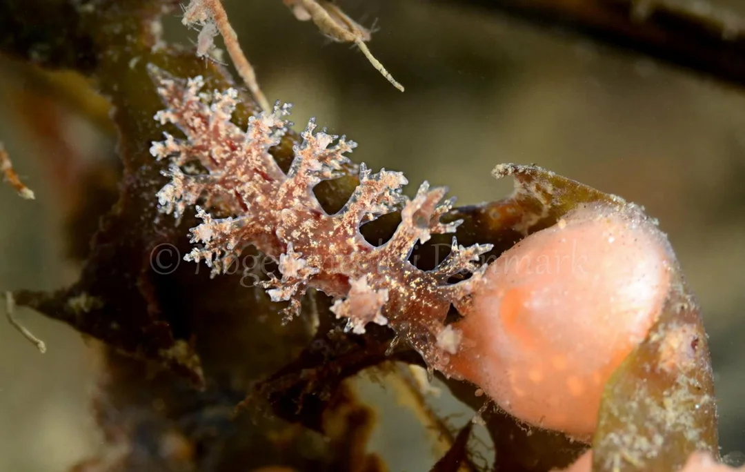 Foto: Henrik Obsen ....... Dendronotus frondosus - www.nudibranchia.dk - Nøgensnegle i Danmark