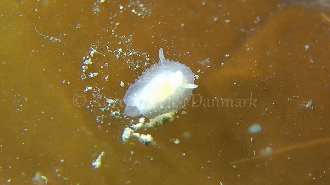 Foto: Thomas Blume ....... Acanthodoris pilosa -- www.nudibranchia.dk