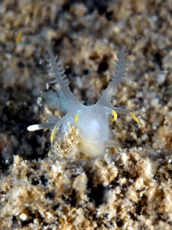 Foto: Jørn Ari ...... Ancula gibbosa - www.nudibranchia.dk - Nøgensnegle i Danmark