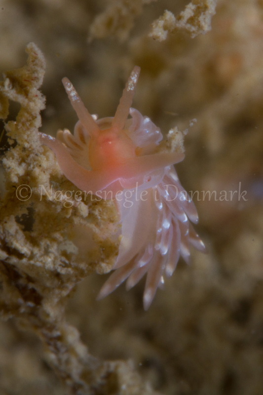Foto: Poul Erik Rasmussen ....... Facelina bostoniensis-- www.nudibranchia.dk