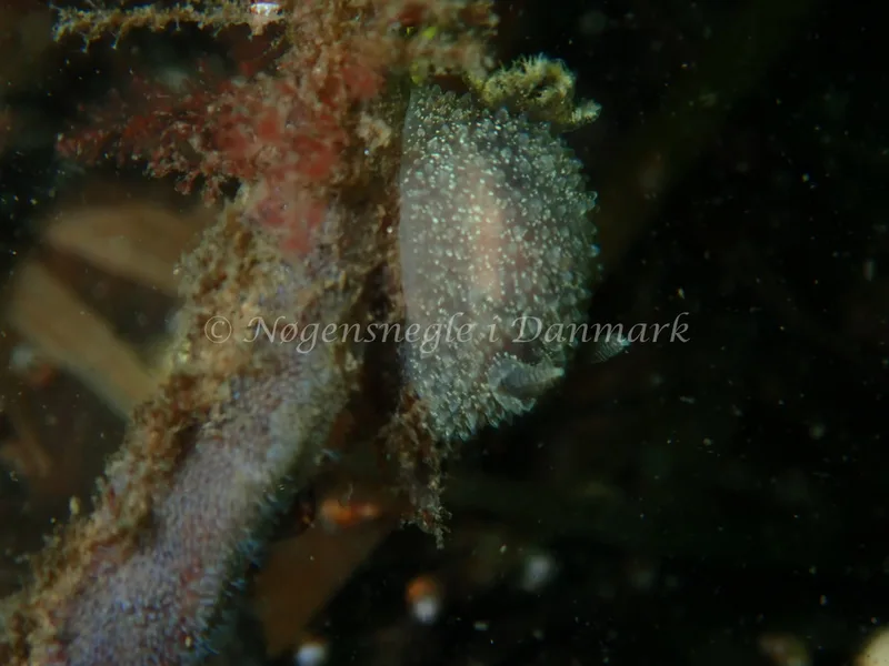 Acanthodoris pilosa - Havheksen - Foto: Luna Fomsgaard