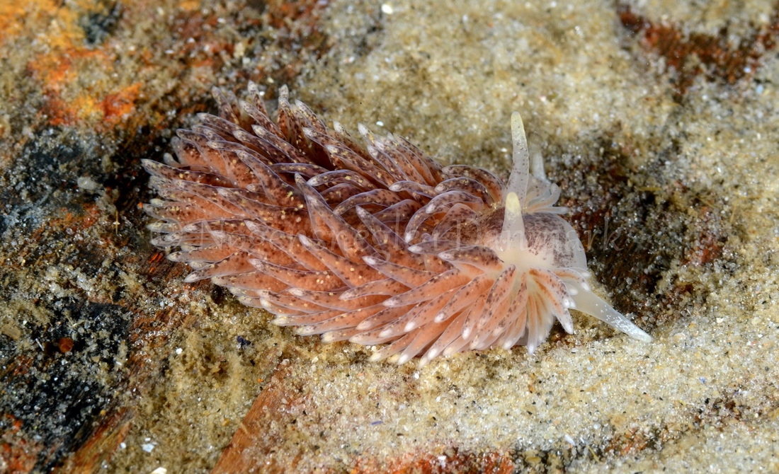 Foto: Henrik Obsen ....... Aeolidia papillosa - www.nudibranchia.dk - Nøgensnegle i Danmark
