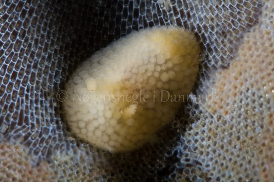Foto: Poul Erik Rasmussen ....... Onchidoris muricata-- www.nudibranchia.dk