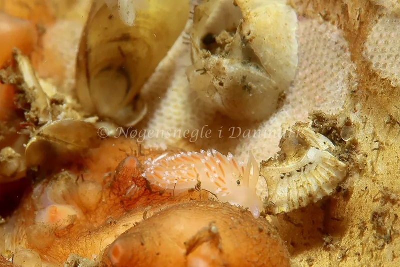 Coryphella verrucosa rufibranchialis - Lyngsbo Strand - Foto: AnneKatrine Frederiksen