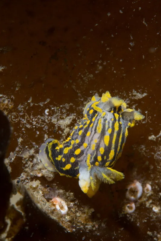Foto: Poul Erik Rasmussen ....... Polycera quadrilineata -- www.nudibranchia.dk
