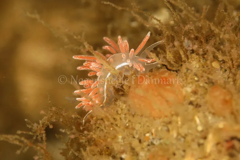 Fjordia lineata - Ammoniakhavnen - Foto: Ib Sørensen