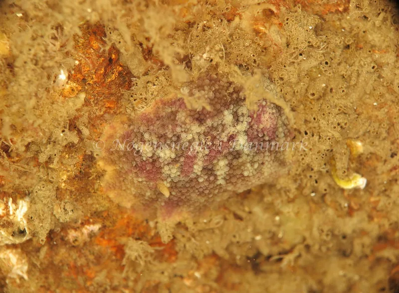 Doris pseudoargus - Papirdamperen (Vrag) - Foto: Ib Sørensen