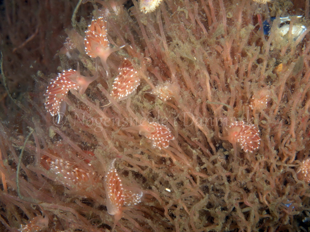 Foto: Jørn Ari ....... Facelina bostoniensis - www.nudibranchia.dk - Nøgensnegle i Danmark
