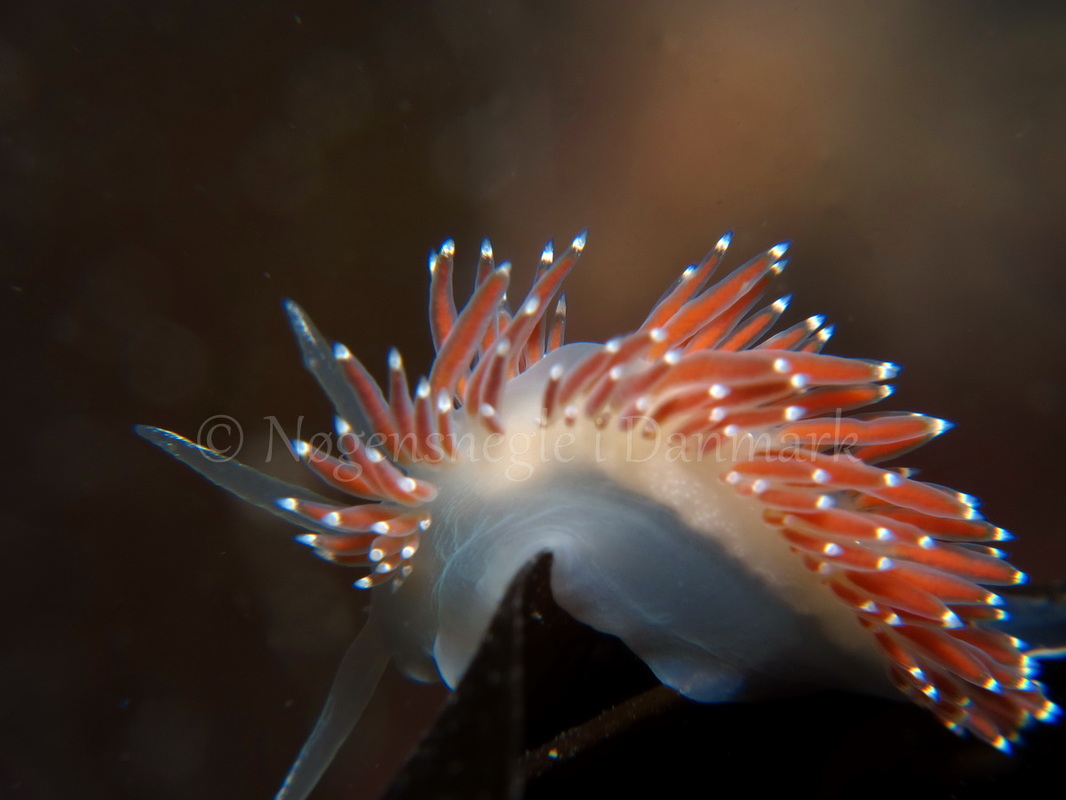 Foto: Tina Malmgren ....... Flabellina browni - www.nudibranchia - Nøgensnegle i Danmark