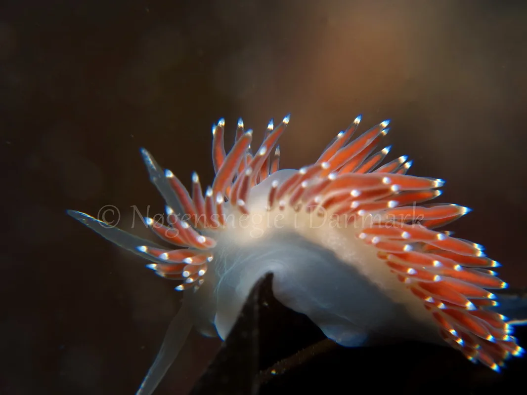 Foto: Tina Malmgren ....... Flabellina browni - www.nudibranchia - Nøgensnegle i Danmark
