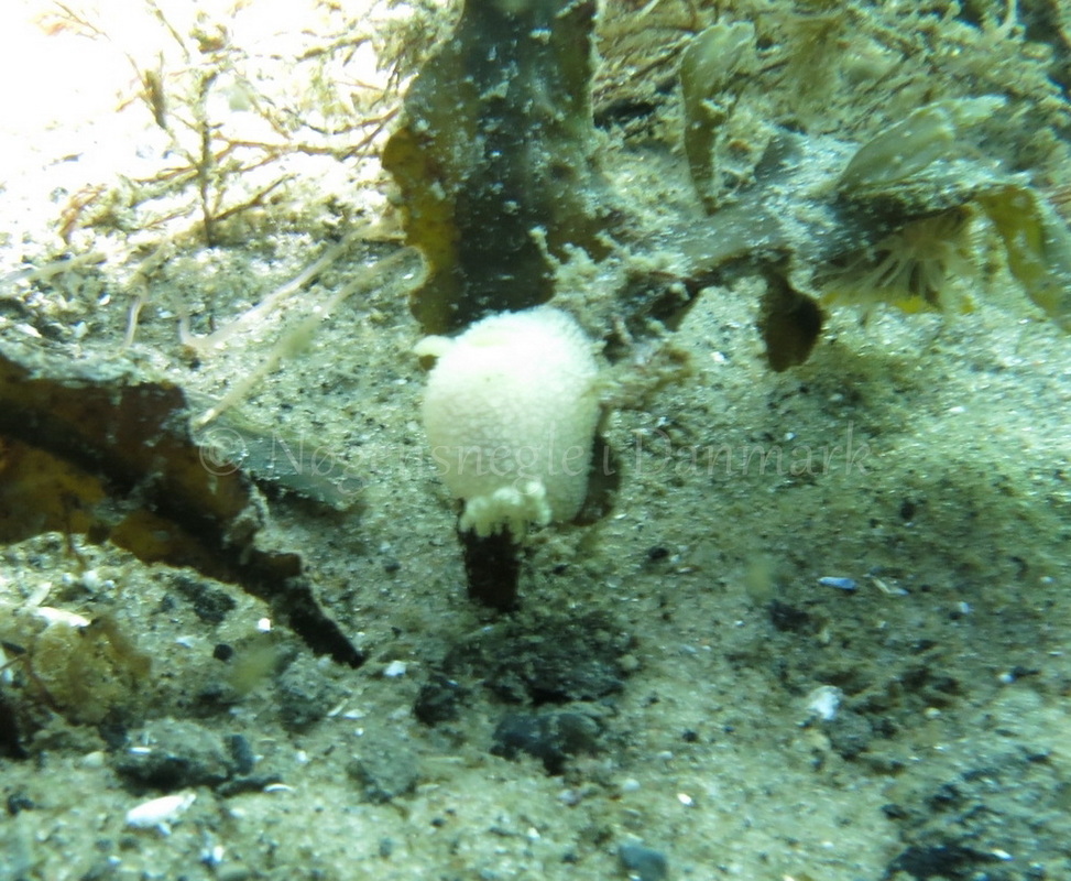 Foto: Dan Holm ....... Acanthodoris pilosa -- www.nudibranchia.dk