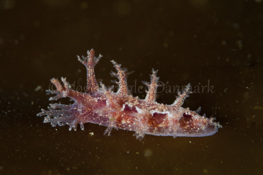 Foto: Mikkel Noe-Nygaard ....... Dendronotus frondosus - www.nudibranchia.dk - Nøgensnegle i Danmark