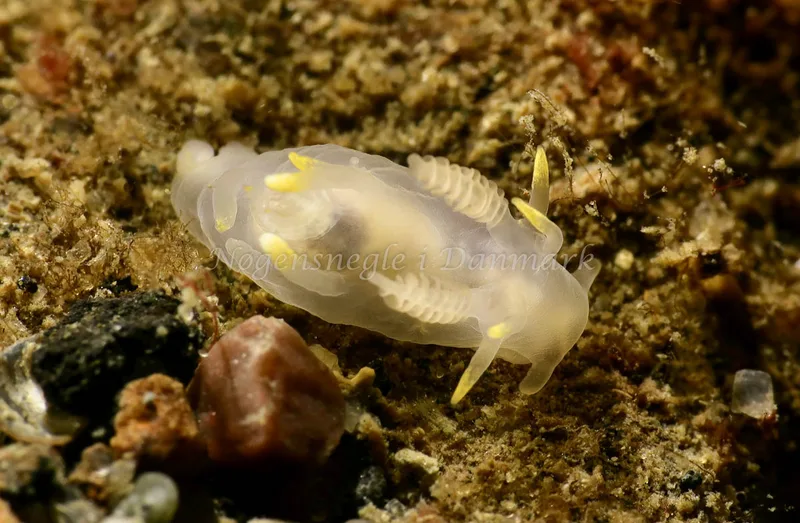 Ancula gibbosa - Lyngs Odde - Foto: AnneKatrine Frederiksen