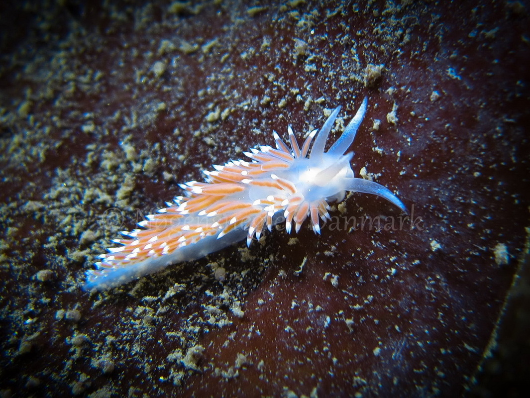 Foto: Claus Neupart....... Flabellina verrucosa -- www.nudibranchia.dk
