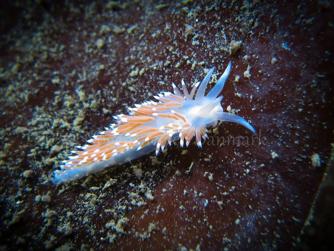 Foto: Claus Neupart....... Flabellina verrucosa -- www.nudibranchia.dk
