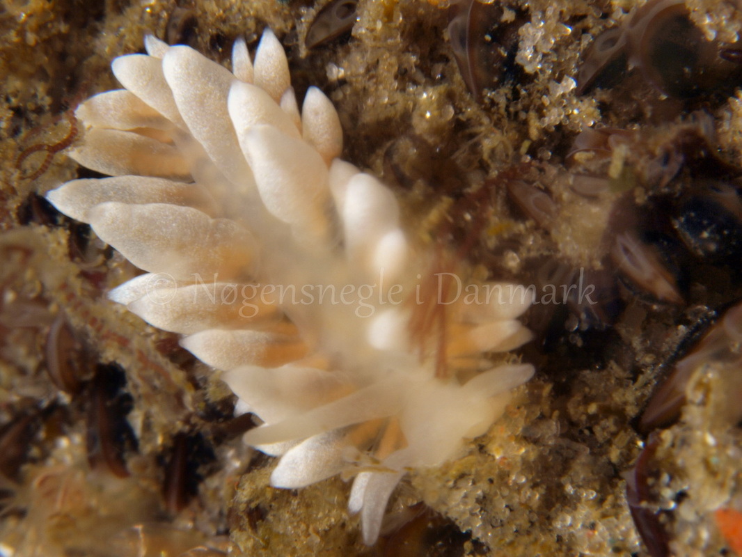 Foto: Martin Allen ....... Eubranchus sp -- www.nudibranchia.dk