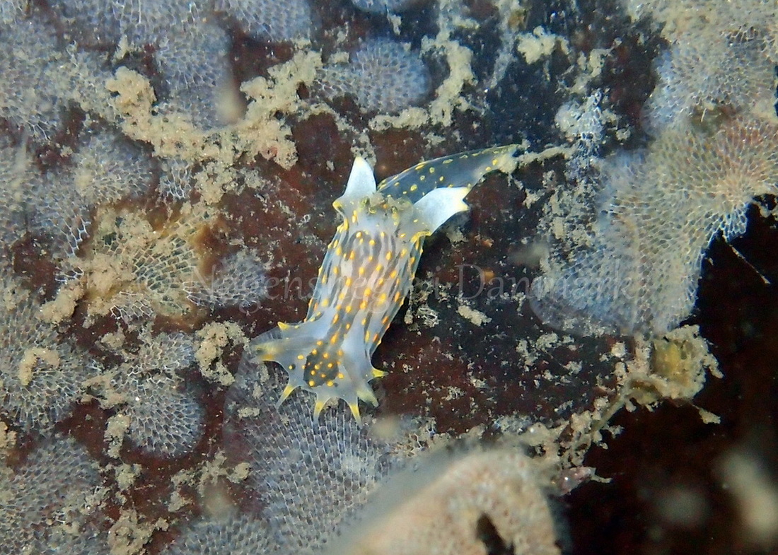 Foto: Thomas Blume ....... Polycera quadrilineata - www.nudibranchia.dk - Nøgensnegle i Danmark