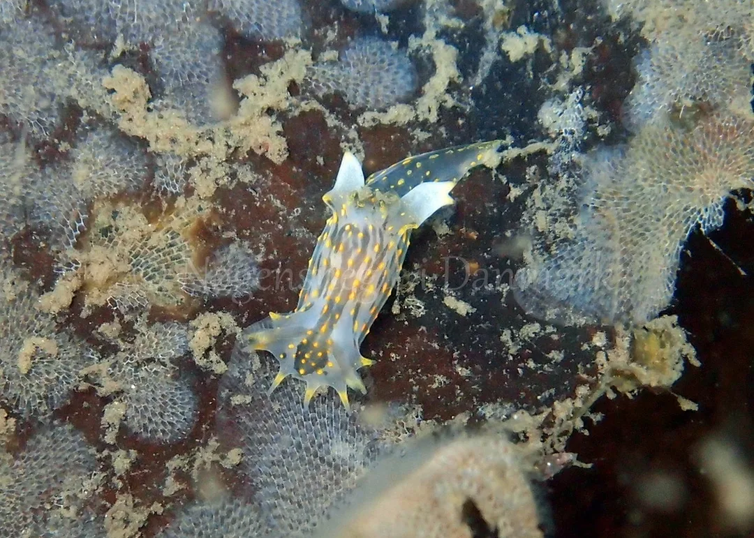 Foto: Thomas Blume ....... Polycera quadrilineata - www.nudibranchia.dk - Nøgensnegle i Danmark