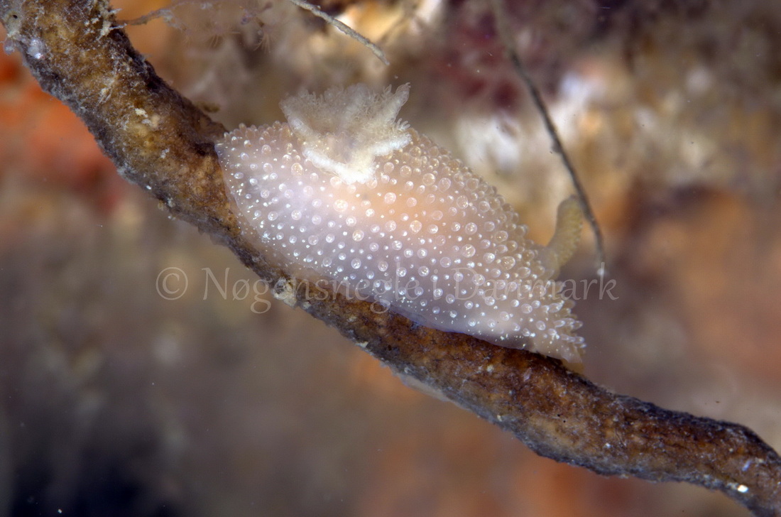 Foto: Jørn Ari ....... Acanthodoris pilosa - www.nudibranchia.dk - Nøgensnegle i Danmark