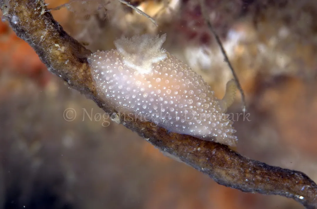 Foto: Jørn Ari ....... Acanthodoris pilosa - www.nudibranchia.dk - Nøgensnegle i Danmark