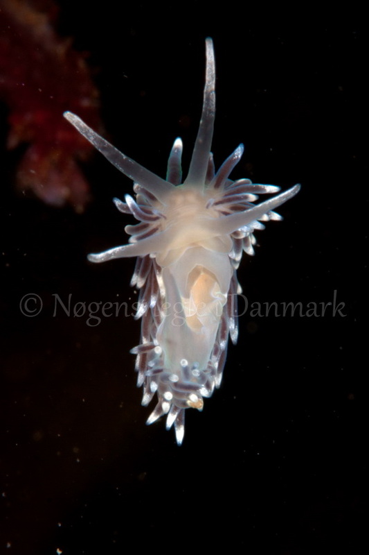 Foto: Poul Erik Rasmussen ....... Cuthona concinna - www.nudibranchia.dk - Nøgensnegle i Danmark