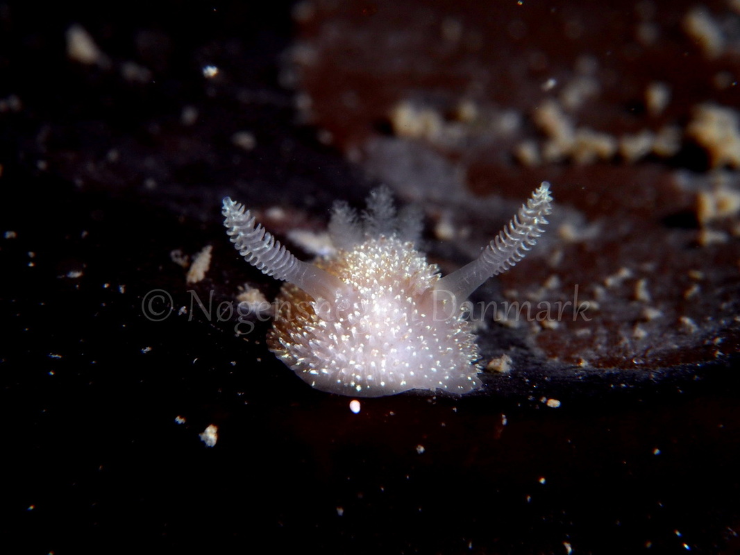 Foto: Peter R. Hansen ....... Acanthodoris pilosa -- www.nudibranchia.dk