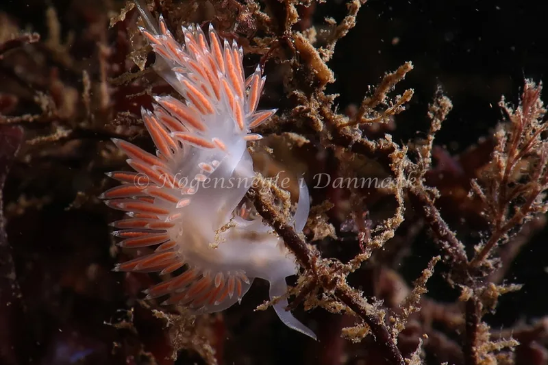 Coryphella verrucosa rufibranchialis - Lyngsbo Strand - Foto: AnneKatrine Frederiksen