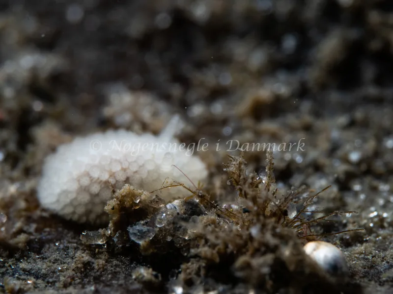 Onchidoris muricata - Ammoniakhavnen - Foto: Michael Christensen