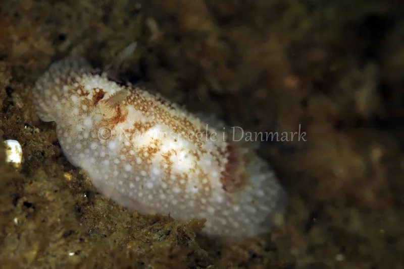 Onchidoris bilamellata - Vrag ved Løkken - Foto: Ib Sørensen
