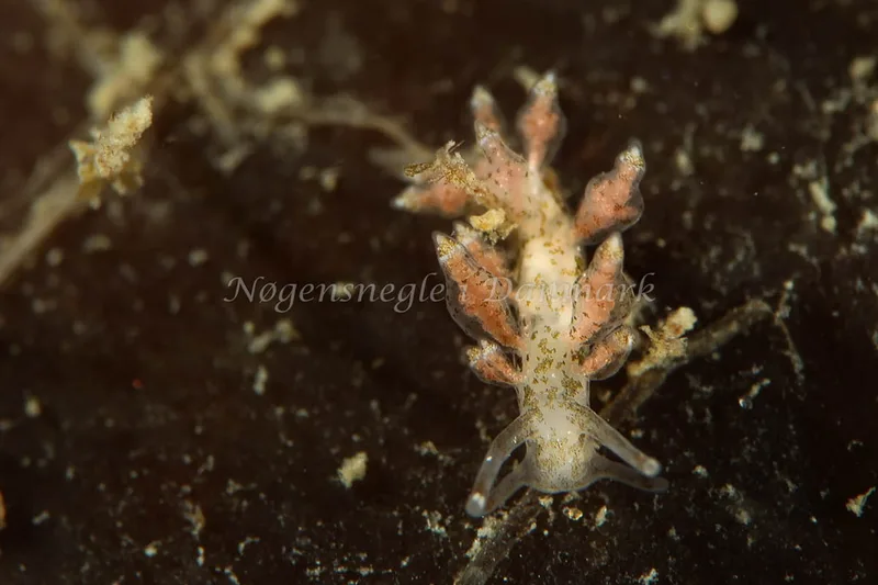 Eubranchus exiguus - Tjærepletten - Foto: AnneKatrine Frederiksen