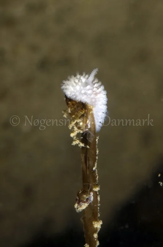 Foto: Jørn Ari....... Onchidoris muricata -- www.nudibranchia.dk