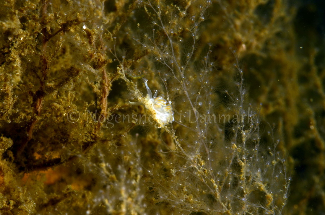 Foto: Jørn Ari....... Flabellina sp.  - www.nudibranchia.dk -