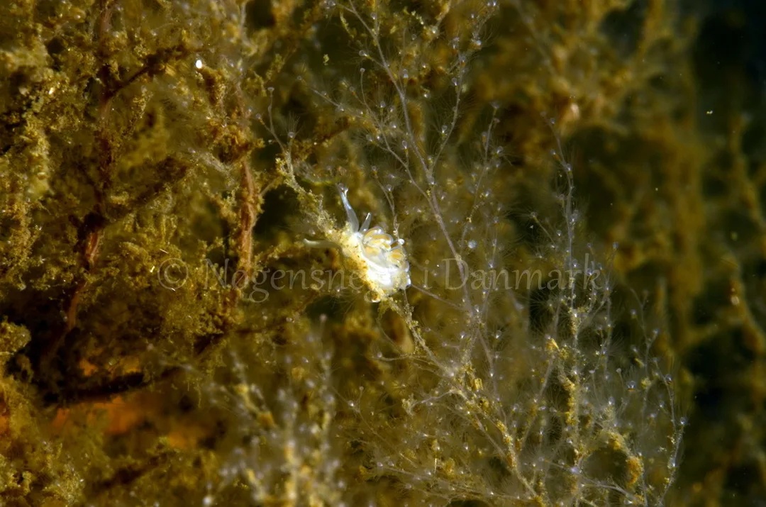 Foto: Jørn Ari....... Flabellina sp.  - www.nudibranchia.dk -