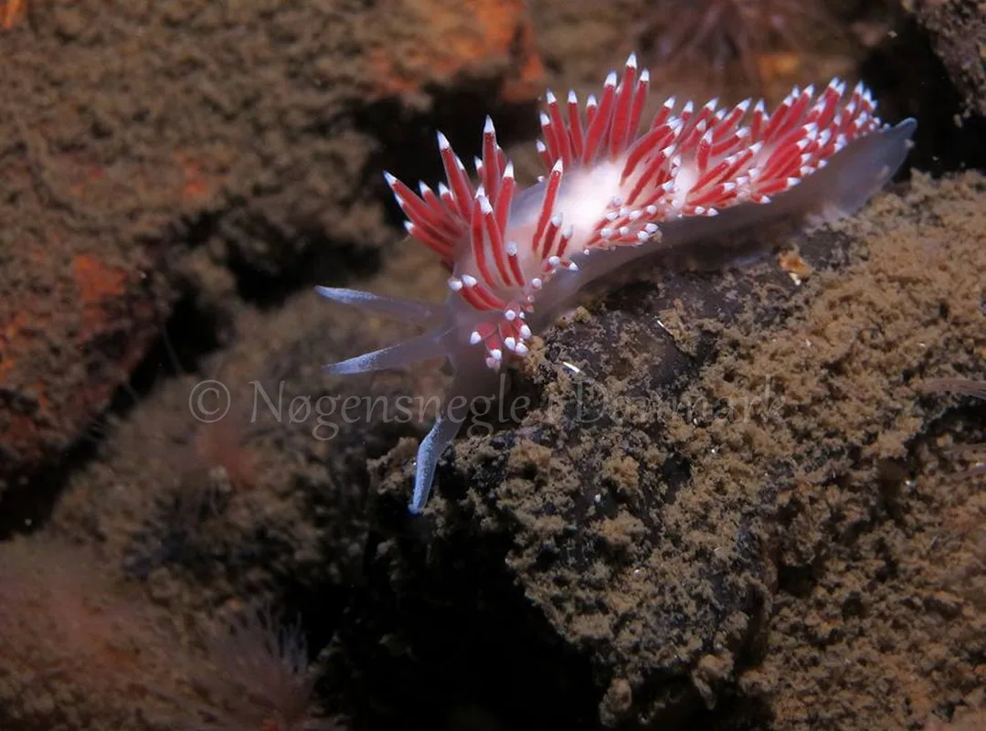 Foto: Anders Skov Hansen ....... Flabellina browni -- www.nudibranchia.dk