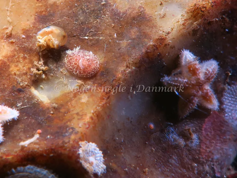Acanthodoris pilosa - Lyngsbo Strand - Foto: HP Ølgaard