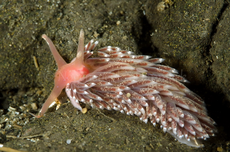 Foto: Jørn Ari ....... Facelina bostoniensis - www.nudibranchia.dk - Nøgensnegle i Danmark